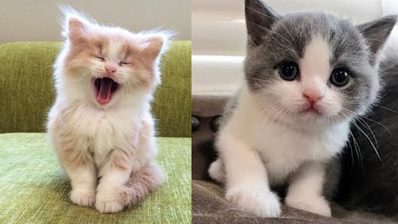 Baby Cats Cute And Funny Baby Cat Videos Compilation Cat Empire