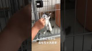 こねこの破壊力