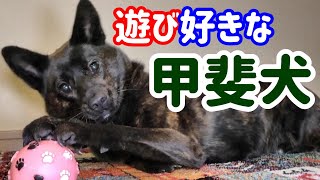 お姉と甲斐犬のボール遊び　-　甲斐犬いち