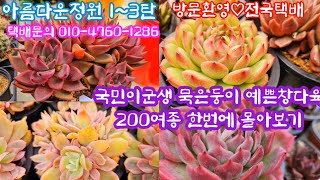 아름다운정원 1~3탄 한번더 골라잡으세요 국민다육 신상다육 착한가격 5만원이상 무료배송 선물도 준비했습니다