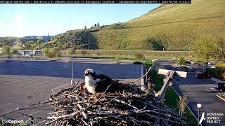 Iris Lays First Egg Of Season At Hellgate Osprey Nest | May 8, 2023