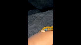 Stack Them Up Momentswithpandora Shorts