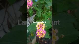 lantana plant