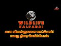 அரசு பேருந்தை வழி விடாமல் நின்ற கபாலி யானை... வைரலாகும் வீடியோ...