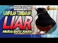 kumpulan murai batu tembakan pedas u0026 liar masteran dan pancingan murai batu terbaik