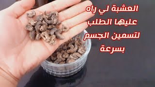 العشبة لي راه عليها الطلب لتسمين الجسم و زيادة الوزن