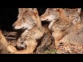 the red wolf an american icon