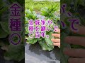 ○百年の歴史⁉沖縄の機能性野菜のご紹介。🌱固定種専門農家　湘南小巻ファーム shorts 固定種 無農薬 無化学肥料 つるむらさき 沖縄 島野菜 自然栽培 伝統野菜を守りたい