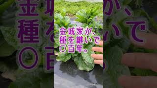 ○百年の歴史⁉沖縄の機能性野菜のご紹介。🌱固定種専門農家　湘南小巻ファーム#shorts #固定種#無農薬#無化学肥料 #つるむらさき #沖縄  #島野菜 #自然栽培 #伝統野菜を守りたい