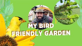 My Bird Friendly Garden: Evergreens