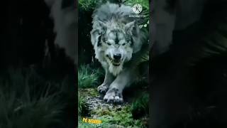 🐺wolf😱😯| भेड़िया  #shorts #viral #भेड़िया #youtubeshorts #wolf #trending  #ytshorts