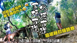 北港竹林 茅坪藤王 初級行山路線［香港郊遊行山好去處]4K  由西貢行去馬鞍山 北港古道 茅坪古道 細賞竹林 藤王 古村遺跡 6公里途程有一半石屎路 沿途高樹蔭指數 適合初級行山人仕｜西貢行山路線