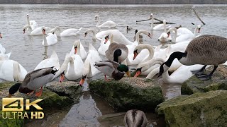 Swans, Geese, and Ducks Unite - A Riverside Spectacle in 4K