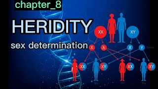 #heridity #sexdetermination #biology