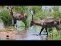 @travelbuggz encountering a waterbuck in the kruger