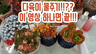 다육맘들 집중집중!! 다육이 물주기 고민? 이 영상 하나면 끝입니다요~~(多肉植物)(たにくしょくぶつ)