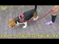 さんぽ のち すずみ【おてんばビーグルふくちゃん】 その113