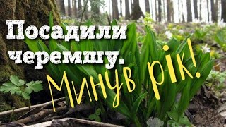 Посадили в лісі ЧЕРЕМШУ. Минув РІК!