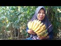 ibu ibu wajib tahu review bedanya pisang kepok kuning vs kepok banjar