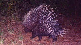 Hadza hunting porcupine 8ft underground: A Hadza Documentary