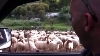 Talking sheep הלוחש לכבשים