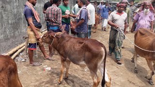 উত্তরবঙ্গের সর্ববৃহৎ ঐতিহ্যবাহী আমবাড়ী হাট থেকে মোটাতাজাকরণ উপযোগী ছোট ছোট গরুর দাম জানুন।