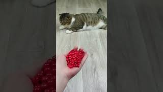 Cat reverse video #billikivideo ##catvideos