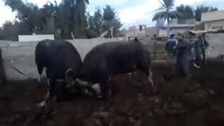 جاموس العراق عرك فحولة 🐃🐃🐃