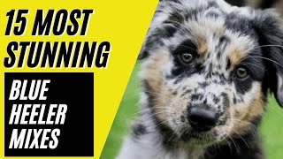 15 Most Amazing Blue Heeler Mixes - Australian Cattle Dog Mixes