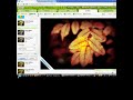 how to get picnik premium effects for free d