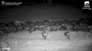 Elephant Gets Caught In The Middle Of A Huge Buffalo Herd!