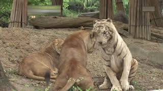 نمر أبيض مقابل لبؤة # white tiger vs lioness