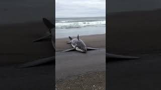 Great White Shark beached but still alive but barely moving.  #shark #greatwhiteshark