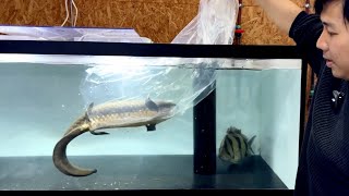 全長７０cmの巨大肺魚をお迎えしました