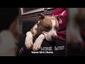 girl adopts pitbull from shelter and he s so happy he can t stop cuddling