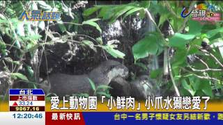 愛上動物園「小鮮肉」小爪水獺戀愛了