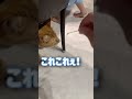 猫の探し物を一緒に見つけてあげたら...【保護猫】