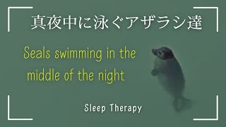 睡眠導入: 真夜中に泳ぐアザラシ達  Seals swimming in the middle of the night