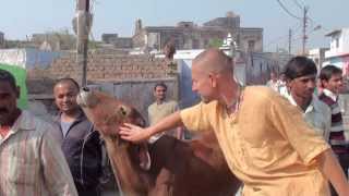 Hare Krishna - Krishna loves cows and calves