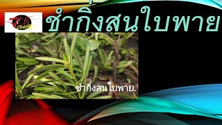 ปักชำสนใบพาย และหมากเมเปิล