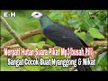 Suara Pikat Mp3 Merpati Hutan(Busah Pili)||Sangat Cocok Buat Nyanggong/Mikat || Merpati Hitam