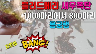 #블러드메리새우  800마리 폭탄!! # 대참사가 일어나다 #고속도로택배 개봉후기 # 거의 전멸~블러드메리 용궁행!![김군패밀리의 행복한생활Tv]