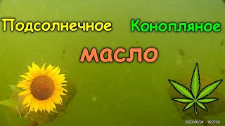 КОНОПЛЯНОЕ vs ПОДСОЛНЕЧНОЕ 🌻 масло - реакция рыбы 🐟. Подводная съемка рыбалки. Карась,плотва,уклейка