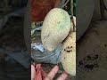 gourmoti mango plants fruit good mango tree good fruit good mango plants nice youtube