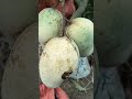 gourmoti mango plants fruit good mango tree good fruit good mango plants nice youtube