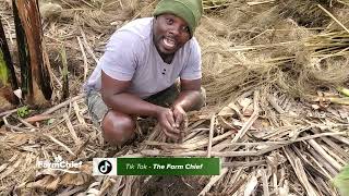 THE IMPORTANT OBJECTIVES OF MULCHING IN AGRICULTURE.