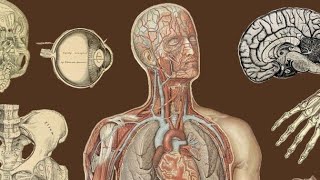 introduction مقدمة anatomieبالعربية