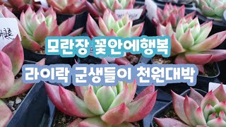 #모란장 #꽃안에행복 #천원의행복 이쁜아이들 함께 보실까요 ~~~