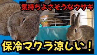 暑さ対策の保冷マクラが涼しい！至福のウサギ【216】うさ父どうが