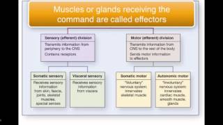 Chapter 12 Module 1 Organization of the Nervous System